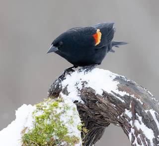 Красноплечий чёрный трупиал - Red-winged Blackbird