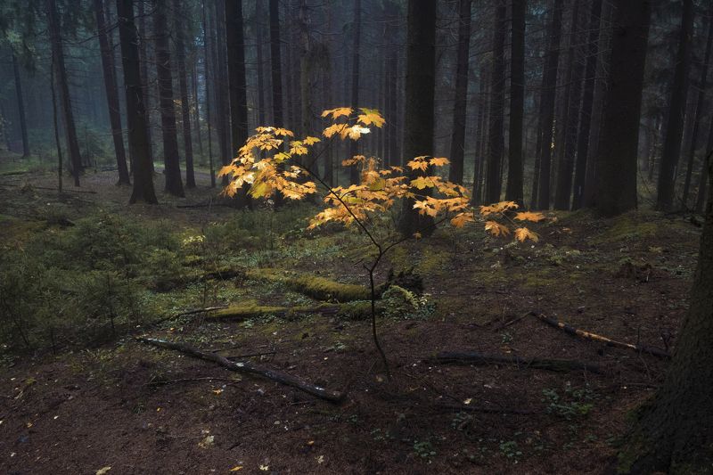 В лесу после дождя