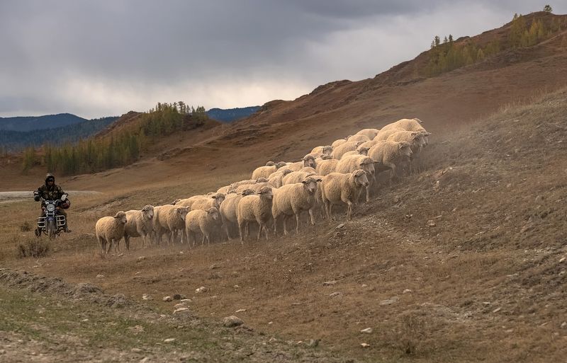 пастух, овцы, мотоцикл, алтай Мобильный пастухphoto preview