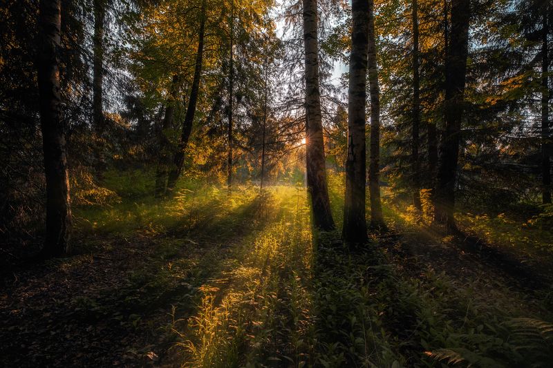 павловск лето закат лес солнце вечер В лесу на закате!photo preview