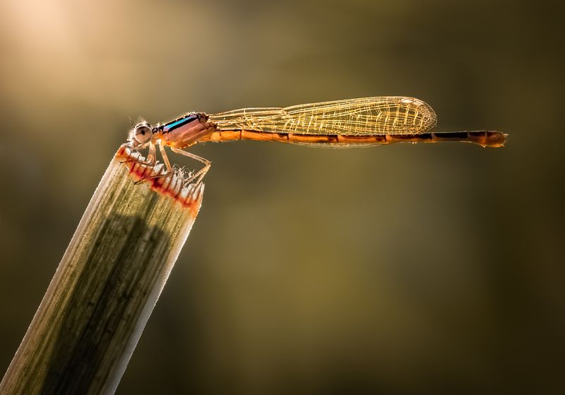 insect, beetle, bug, bugs, leaf, grass, macro, spring, love, damselfly, dragonfly, Evening choresphoto preview