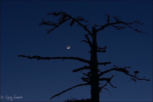 Молодая луна и мертвое дерево