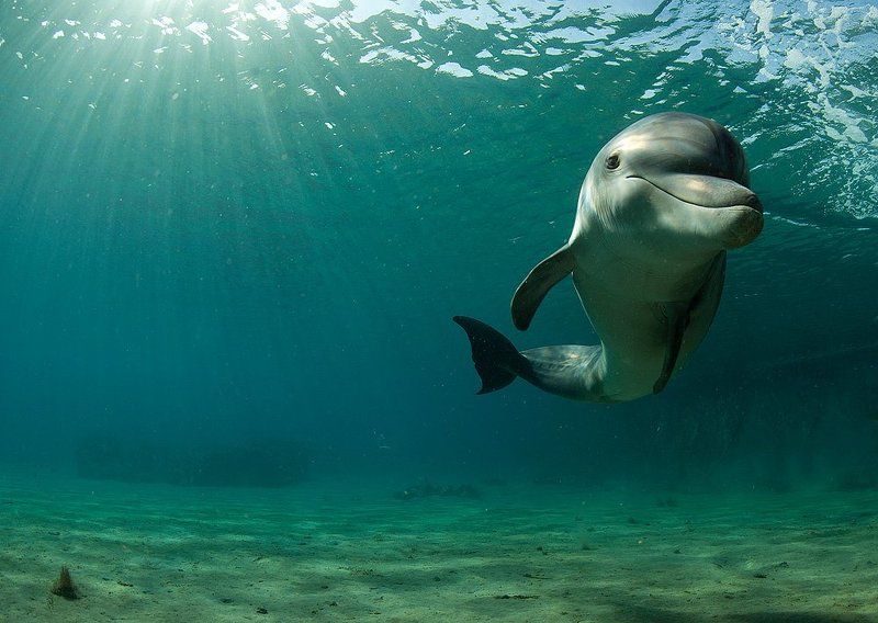 Танцы дельфиновphoto preview