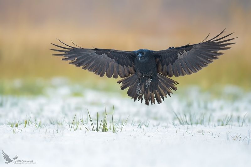 birds, nature, animals, wildlife, colors, winter, snow, wings, flight, nikon, poland Kruk, Common Raven (Corvus corax) ... 2021rphoto preview
