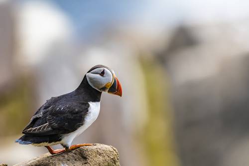 Puffin (Тупик). On the Rock