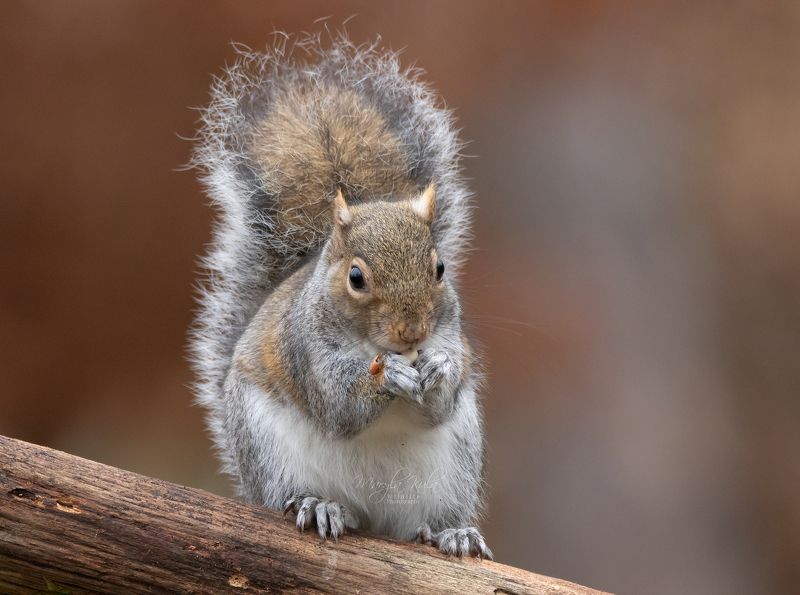 Grey squirrel, animals, Nature, Wildlife, Woods, Canon, Sigma Grey Squirrelphoto preview