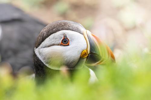 Puffin (Тупик). Do you see me?!