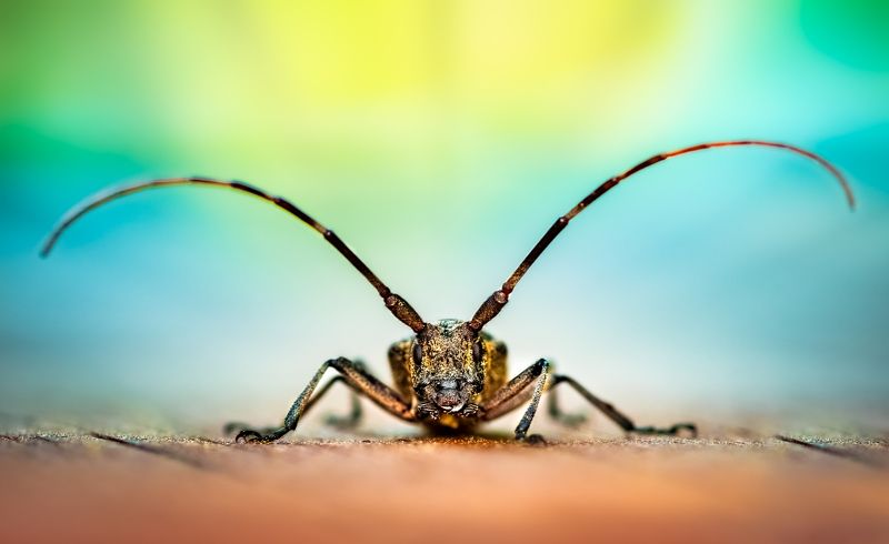 insect, beetle, bug, bugs, leaf, grass, macro, spring, love, Staring contestphoto preview