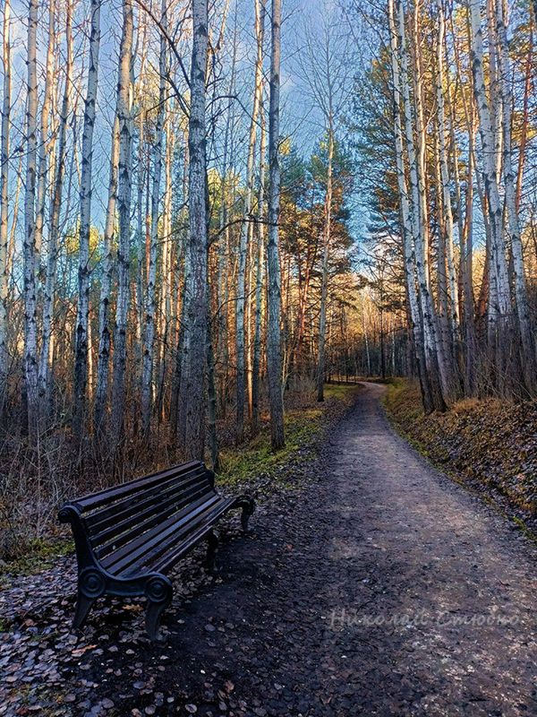 кавказ осень лес парк закат берёзы Позднеосенний этюдphoto preview