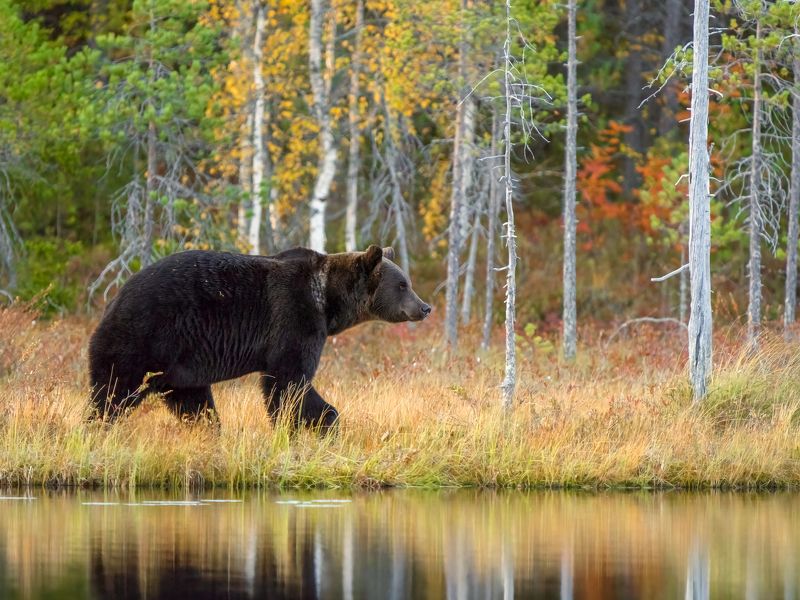 bear, brown bear, wildlife, animals, nature, forest, autumn, finland, sony Observerphoto preview