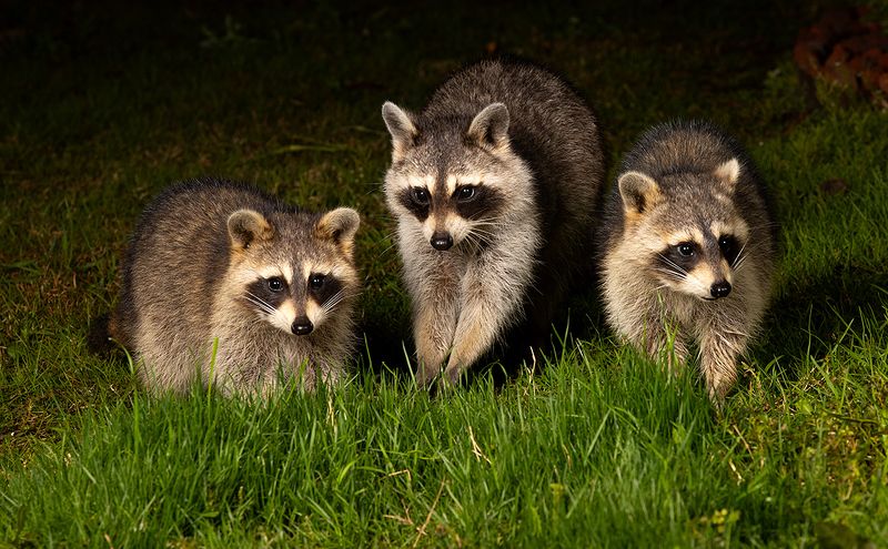 Raccoon Family - Семейство Енотов