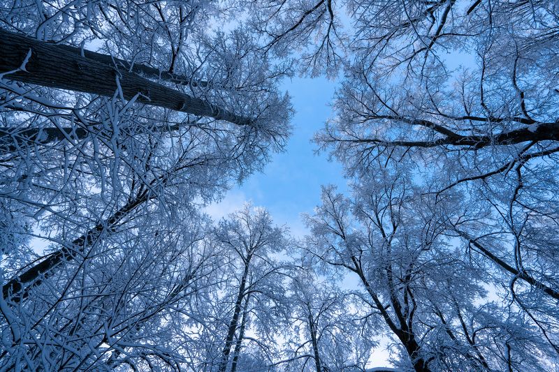 зима, солнце, небо, деревья photo preview