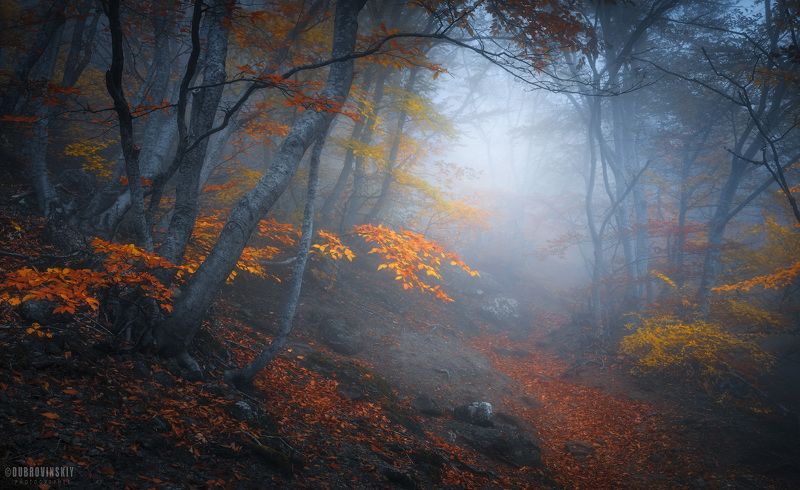 крым, туман, демерджи, осень Осенний лесphoto preview