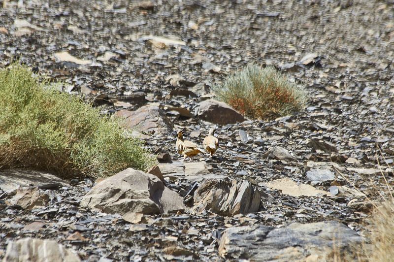 Каменные  куропатки-кеклики. Бартанг. Памир. Таджикистан