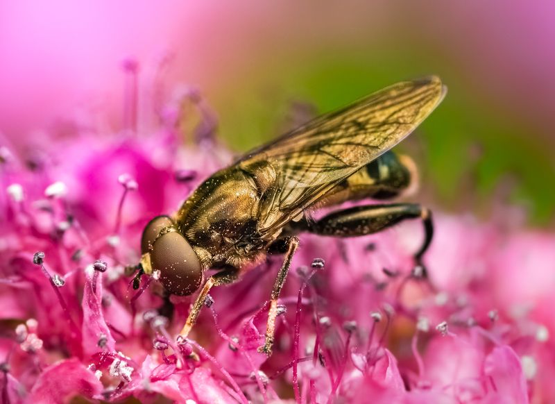 insect, beetle, bug, fly, flower, floral, pink, bugs, leaf, grass, macro, spring, love, Hunterphoto preview