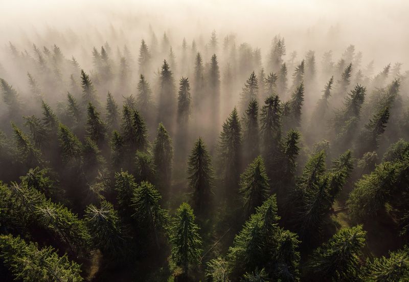 Trees Army Trees Army