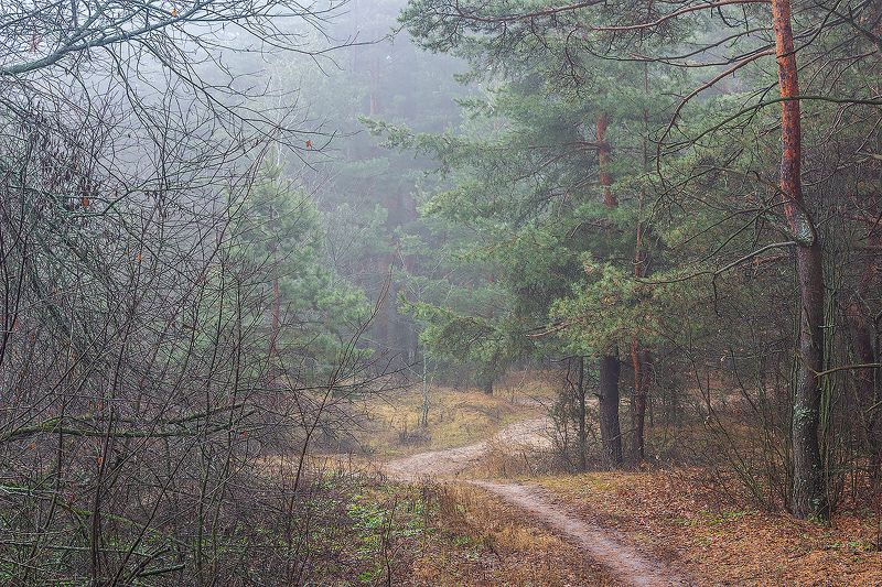 осень, лес, ноябрь, заповедник photo preview