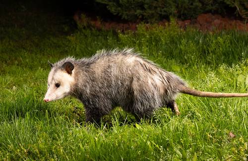 Опосcум - Opossum
