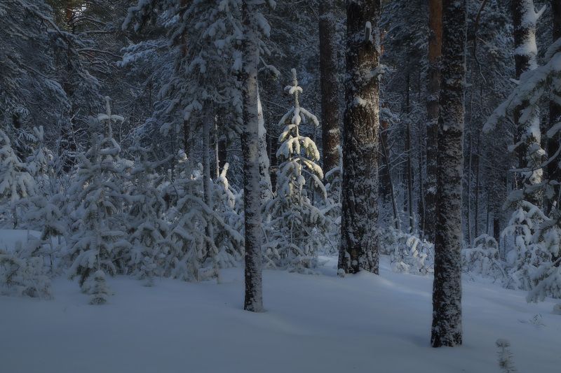 в зимнем лесуphoto preview
