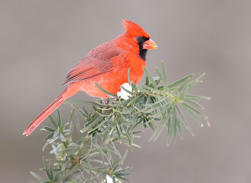 красный кардинал, northern cardinal, cardinal,кардинал, зима Northern Cardinal male - Красный кардинал самецphoto preview