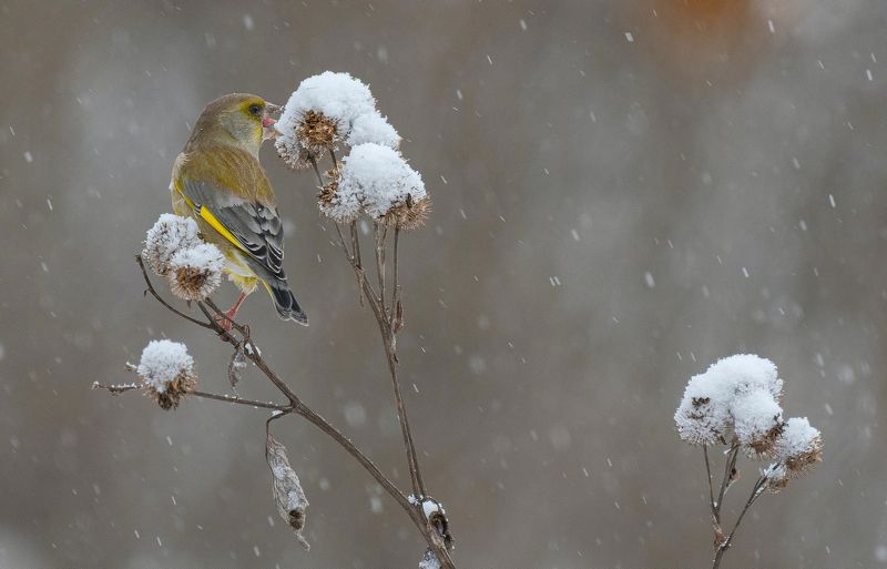 птица зеленушка зима Зима зимой, а обед по расписаниюphoto preview
