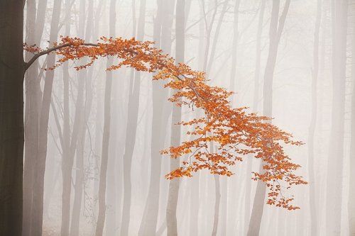 Autumn forest II