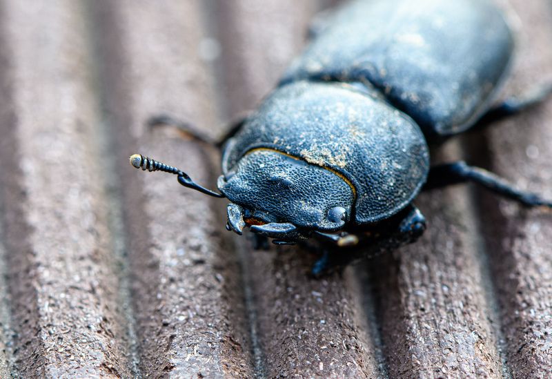 Dorcus parallelipipedus, the lesser stag beetle