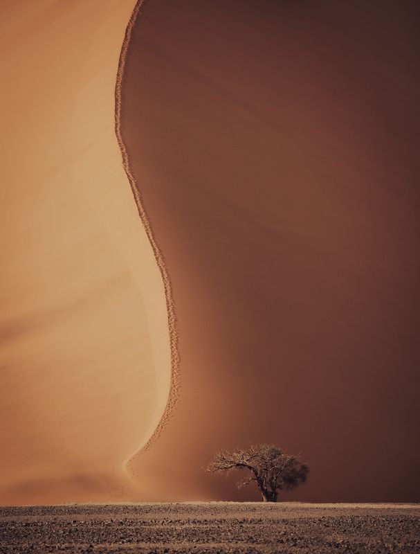 #дюна #соссусфлеи #намибия #африка #пейза #дерево #свет #тень #DuneSossusvlei #Namibia #africa #tree #Dune #Sossusvlei Dunephoto preview
