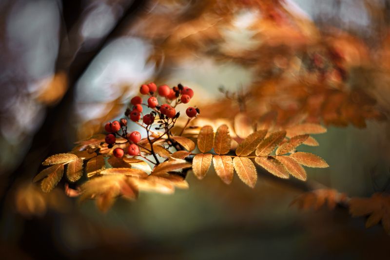 природа, макро, осень, рябина Про рябинуphoto preview