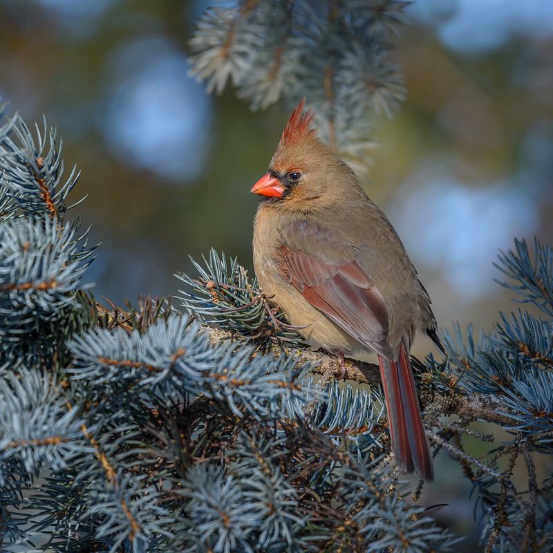 Northern cardinal (female)photo preview