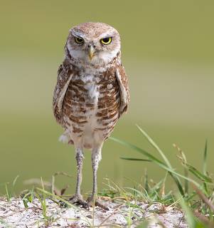 Cыч - Burrowing Owl