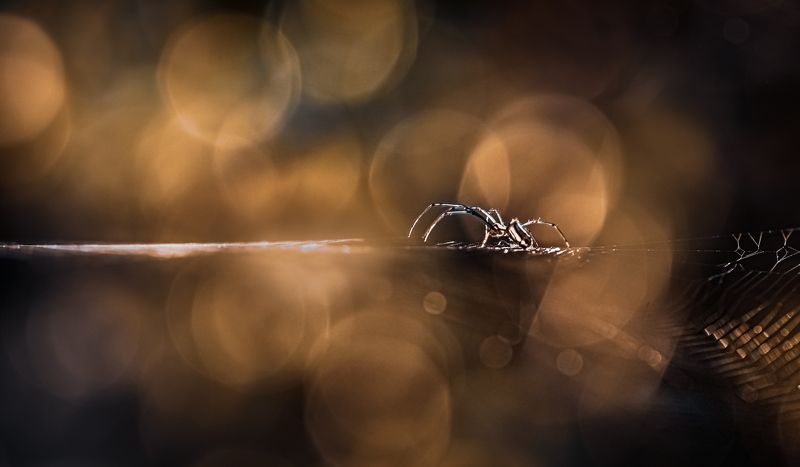 spider, web, rain, sunset, dusk, sunrise, dawn, insect, beetle, bug, bugs, leaf, grass, macro, spring, love, Glorious momentsphoto preview