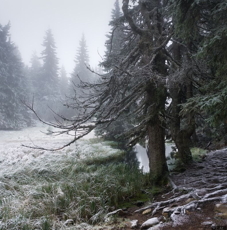 лес, туман, мороз, утро, карпаты, осень, снег, forest, frozen, frosty, fog, misty, carpathians, mountains, foggy, morning, landscape, walks прогулки в морозном тумане ..photo preview