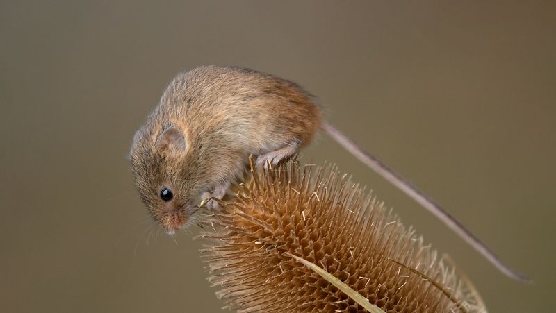 harvest mouse, animals, rodents, nature, wildlife, canon Harvest mousephoto preview