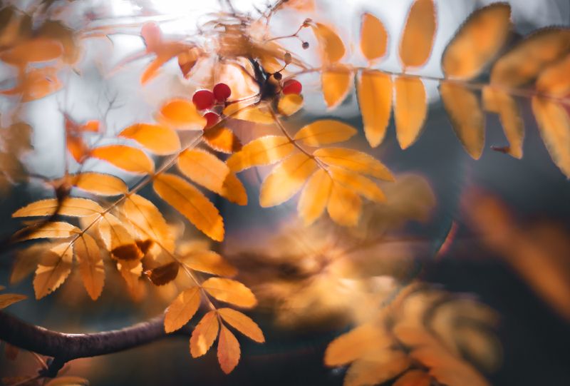 природа, макро, осень, рябина Еще раз про рябинуphoto preview