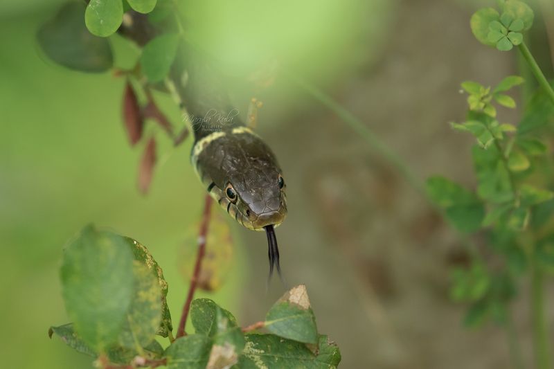 Grass snake, Animals, Nature, Wildlife, Canon Blendingphoto preview