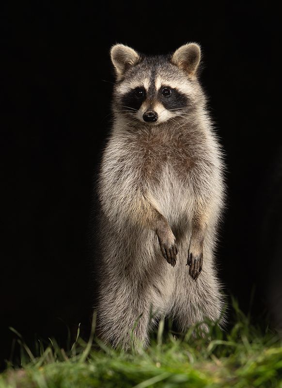 енот обыкновенный, енот-полоскун, raccoon, енот, дикие животные, животные, animals Енот-полоскун -Raccoonphoto preview