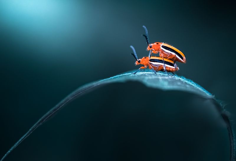 insect, beetle, bug, bugs, leaf, grass, macro, spring, love, Ride of my lifephoto preview