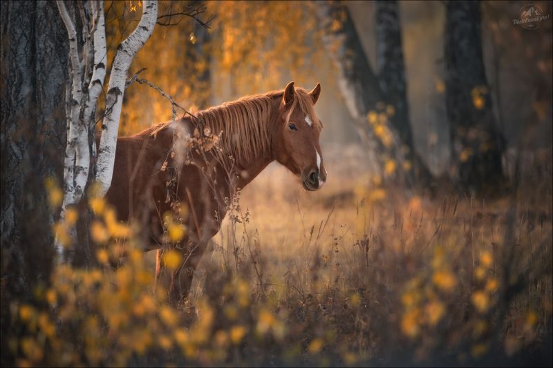 Алтай, Мульта, Усть-Кан, Усть-Канская степь, лошадь, horse,  Гармония осени ..photo preview