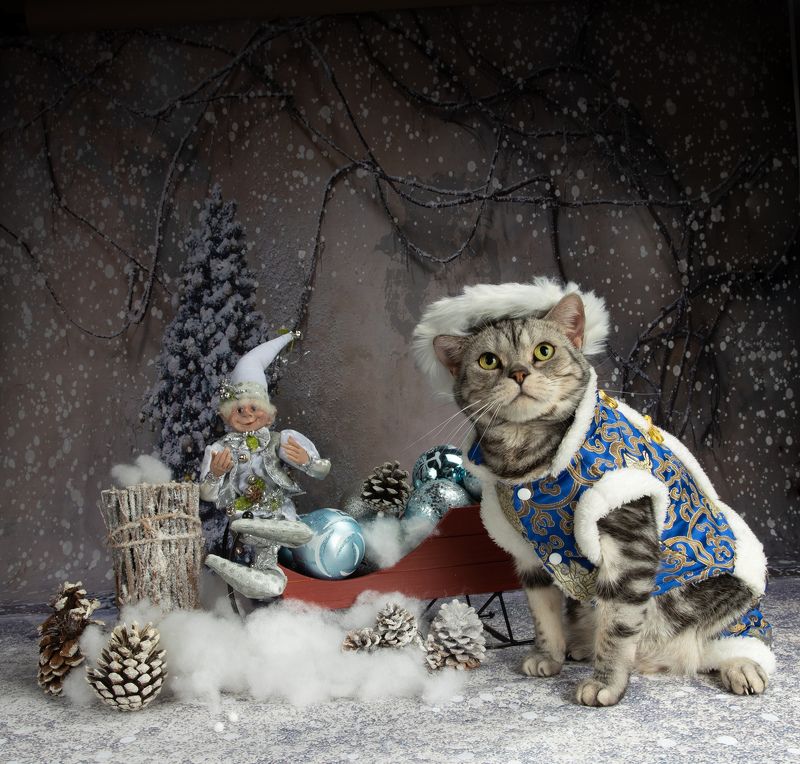 сat, кошка, животные, кошки,  рыжий кот,  ginger, новый год, американский короткошерстный кот, american shorthair cat, сейдж Котики к Праздникам! Всех С Наступающим Новым Годом!photo preview