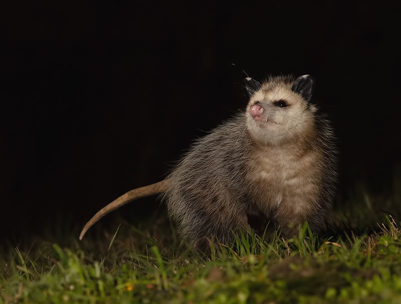 опосcум, opossum, дикие животные,wildlife Опосcум - Opossumphoto preview