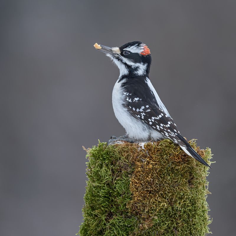 Hairy Woodpecker (male)photo preview