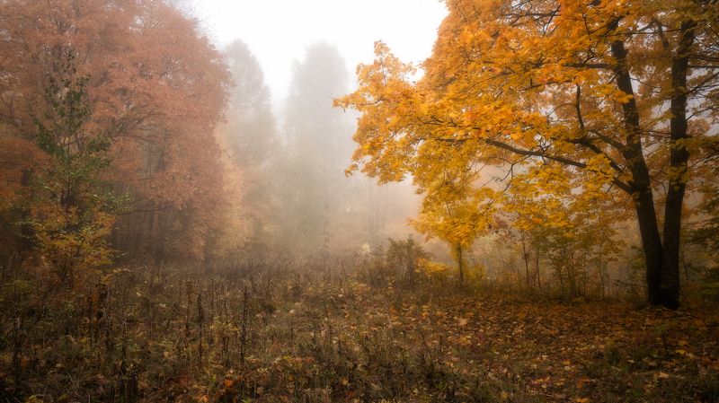 октябрь, туман, лес Кленphoto preview
