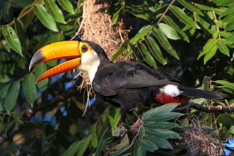 птицы, бразилия Тукан Токоphoto preview