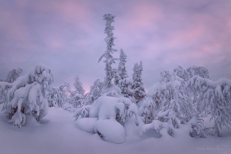 зима, урал, север, снег, сугроб, гух, главный уральский хребет, рассвет Рассвет в заколдованном лесуphoto preview
