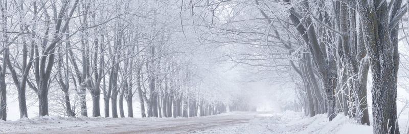 аллея, беларусь, декабрь, дорога, зима, минск и окрестности, панорама, туман Декабрьскими дорогами-туманамиphoto preview
