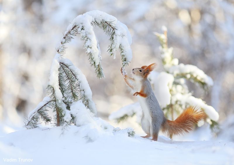 белка, зима, squirrel, ёлочка Ёлочка, привет!photo preview