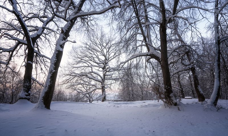 зима, деревья С Новым Годом!photo preview