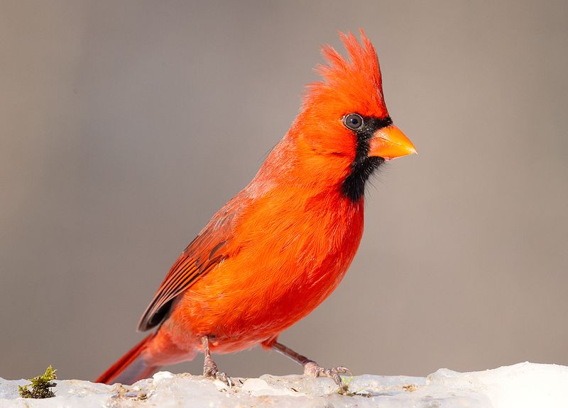 красный кардинал, northern cardinal, cardinal,кардинал, птицы на снегу, зима С Новым Годом! Happy New Year!photo preview