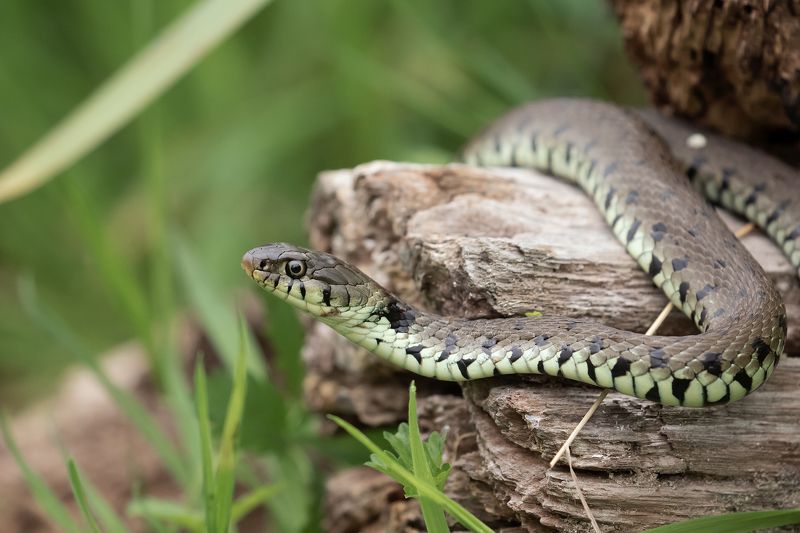 Grass Snake, Animals, Nature, Wildlife, Woods, Grass, Canon Checking areaphoto preview
